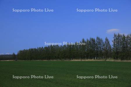 防風林と畑