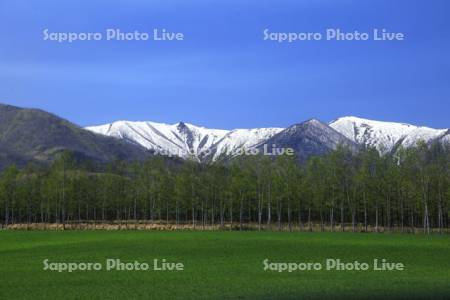 防風林と畑　日高山脈