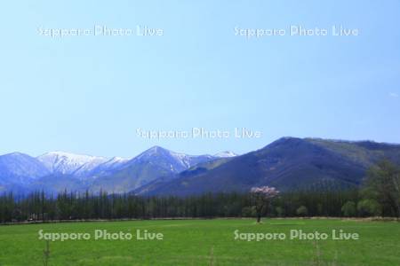 一本桜と日高山脈