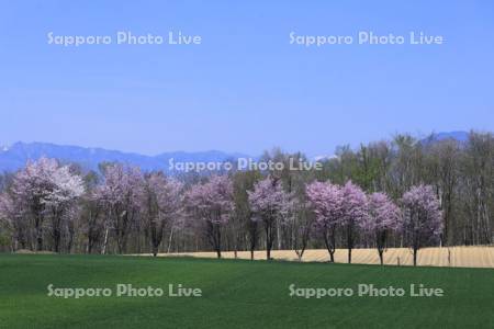 桜と畑