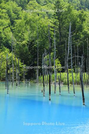 青い池 