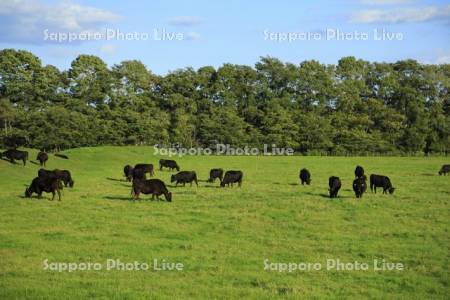牛と牧草地