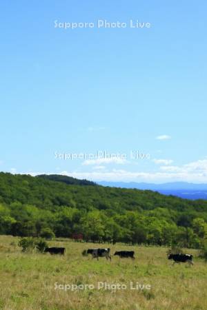 牛と放牧地