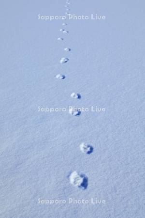 糠平湖のキツネの足跡