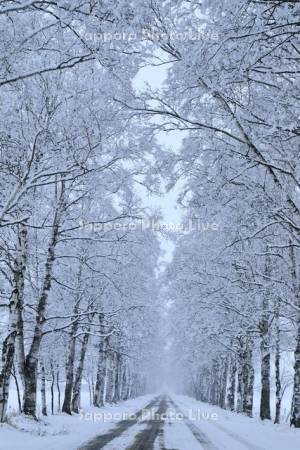 冬の白樺並木