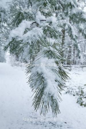 木に積もる雪