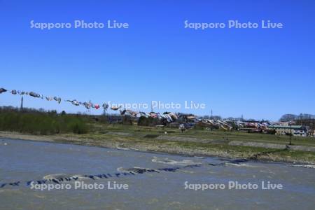 歴舟川清流鯉のぼり