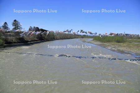 歴舟川清流鯉のぼり