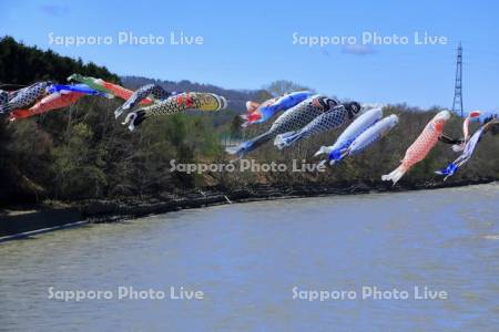 歴舟川清流鯉のぼり