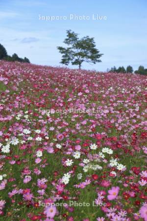 太陽の丘えんがる公園