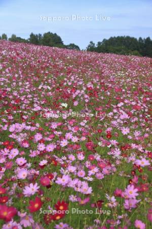 太陽の丘えんがる公園