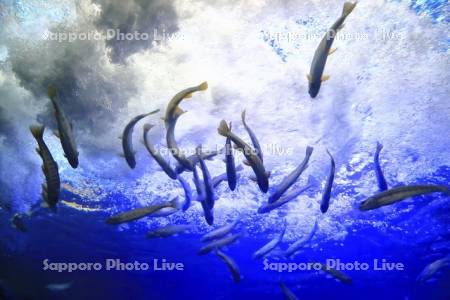 山の水族館