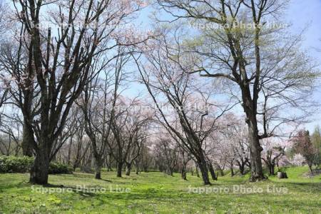 東大演習林と桜
