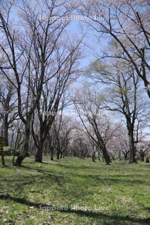 東大演習林と桜