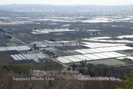 春の水田地帯