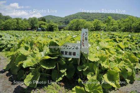 ラワンブキ鑑賞圃場