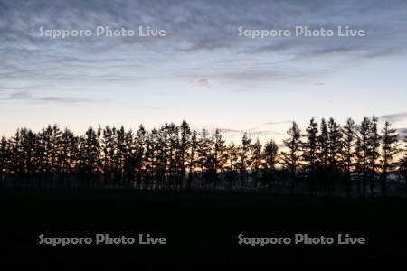 夜明けの防風林