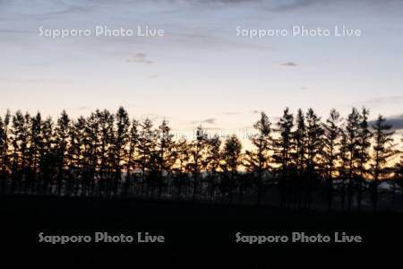 夜明けの防風林