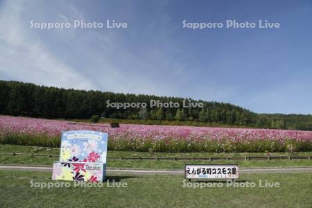 太陽の丘えんがる公園　虹のひろば　コスモス園