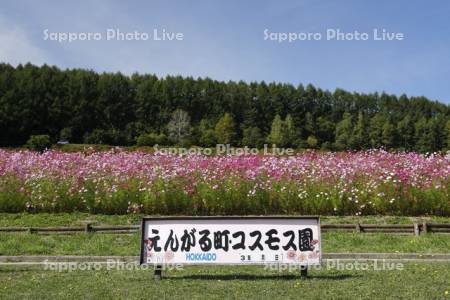 太陽の丘えんがる公園　虹のひろば　コスモス園