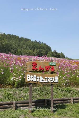 太陽の丘えんがる公園　虹のひろば　コスモス園