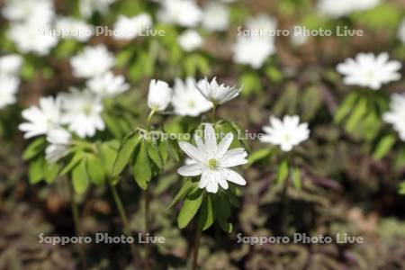 アズマイチゲの花