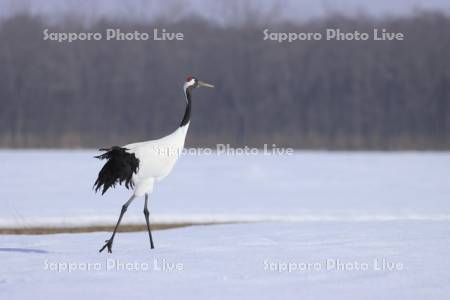 タンチョウ