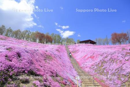 ひがしもこと芝桜公園