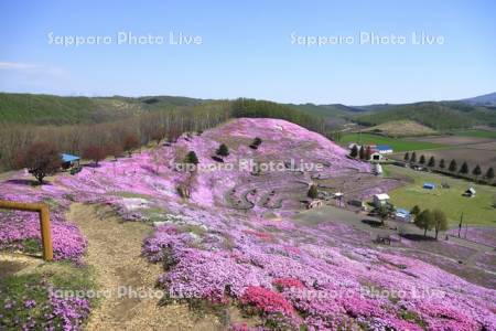 ひがしもこと芝桜公園