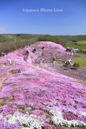 ひがしもこと芝桜公園