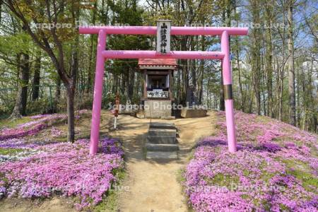 ひがしもこと芝桜公園