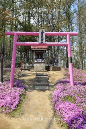 ひがしもこと芝桜公園