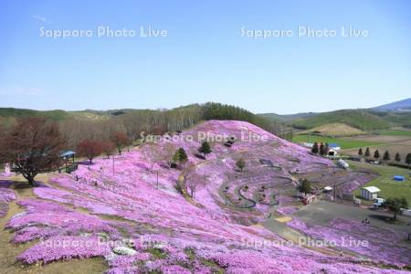 ひがしもこと芝桜公園