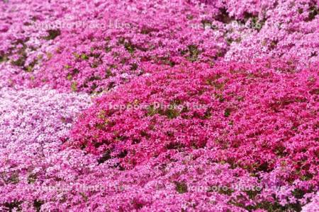 ひがしもこと芝桜公園