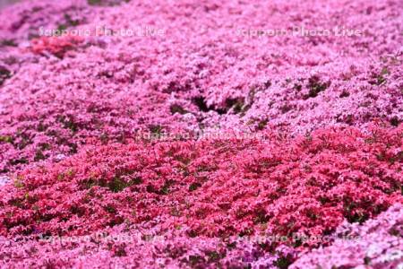 ひがしもこと芝桜公園