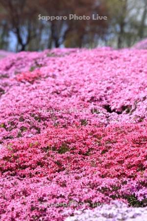 ひがしもこと芝桜公園