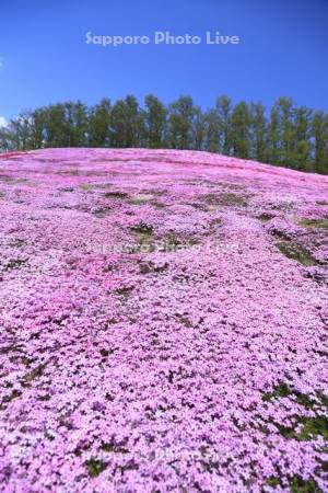 ひがしもこと芝桜公園