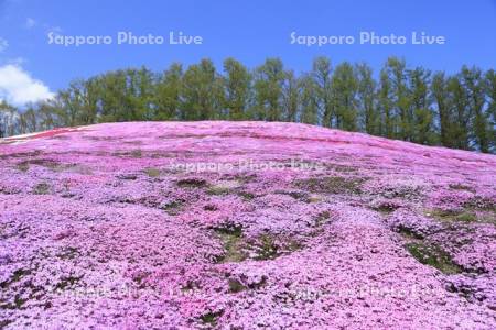 ひがしもこと芝桜公園