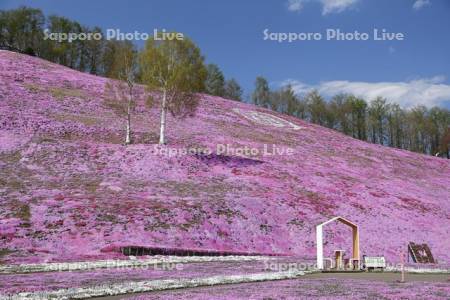 ひがしもこと芝桜公園