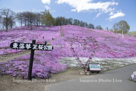 ひがしもこと芝桜公園