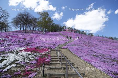 ひがしもこと芝桜公園