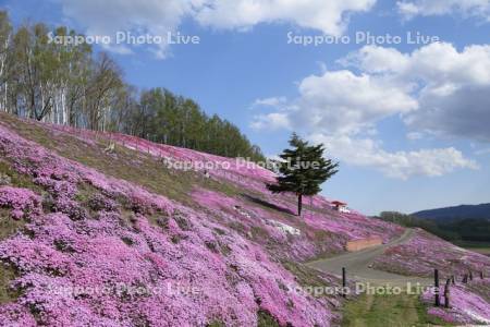 ひがしもこと芝桜公園