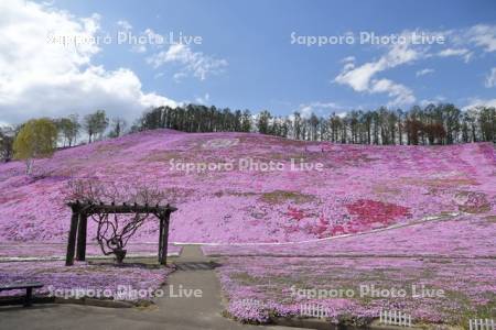 ひがしもこと芝桜公園