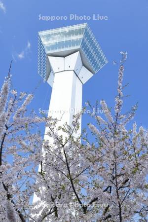 桜と五稜郭タワー