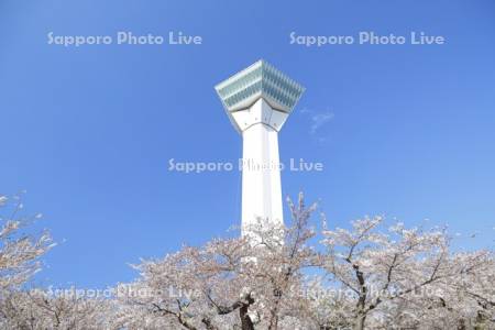 桜と五稜郭タワー