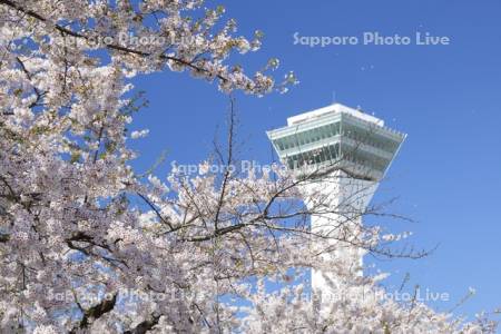 桜と五稜郭タワー