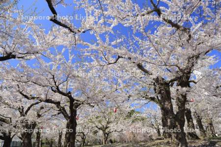 五稜郭公園の桜