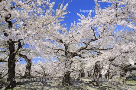 五稜郭公園の桜