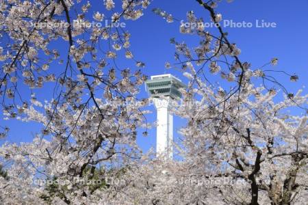 桜と五稜郭タワー