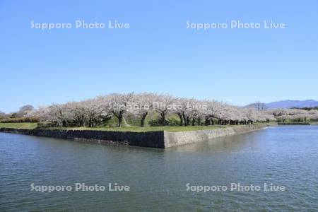 五稜郭公園の桜